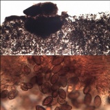 Hypholoma ericaeoides image