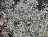 Aspicilia caesiocinerea image