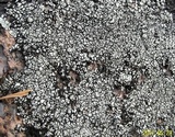 Aspicilia caesiocinerea image