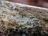 Arachnopeziza aurata image