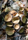Galiella rufa image