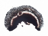 Toninia aromatica image