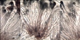 Toninia aromatica image