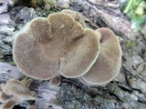Panus neostrigosus image