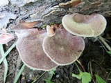 Panus neostrigosus image