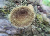 Panus neostrigosus image