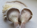 Panus neostrigosus image