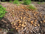 Agrocybe sororia image