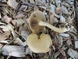 Agrocybe sororia image