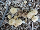 Agrocybe sororia image