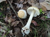 Amanita praecox image