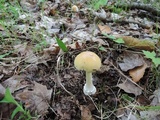 Amanita praecox image