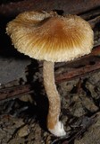 Astrosporina manukanea image