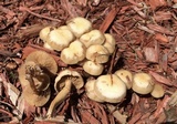 Kuehneromyces marginellus image