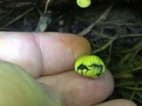 Entonaema liquescens image
