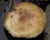Astrosporina manukanea image