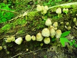 Coprinopsis variegata image