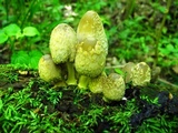 Coprinopsis variegata image