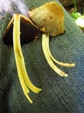 Coprinopsis variegata image