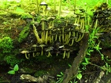 Coprinopsis variegata image