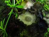 Coprinopsis variegata image