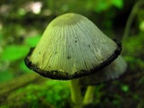 Coprinopsis variegata image