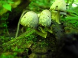 Coprinopsis variegata image