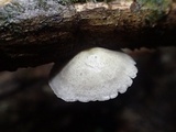 Campanophyllum proboscideum image