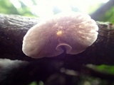 Campanophyllum proboscideum image