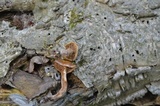 Kuehneromyces mutabilis image