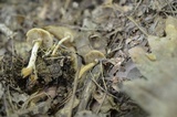 Kuehneromyces marginellus image