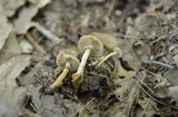 Kuehneromyces marginellus image