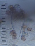 Astrosporina manukanea image