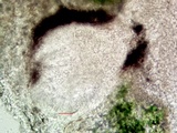 Cliostomum griffithii image