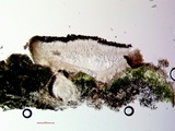 Cliostomum griffithii image