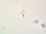 Cliostomum griffithii image