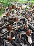 Parasola conopilea image
