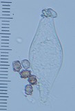 Astrosporina manukanea image