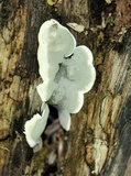 Kretzschmaria deusta image