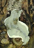 Kretzschmaria deusta image