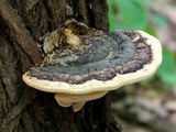 Fomitopsis ochracea image