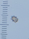 Astrosporina manukanea image