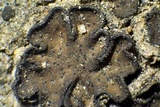 Endocarpon pusillum image