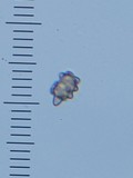 Astrosporina manukanea image
