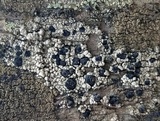 Buellia oidalea image