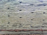 Lecanora confusa image