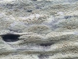Lecanora confusa image
