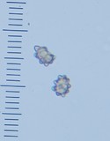 Astrosporina manukanea image