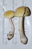 Amanita velatipes image