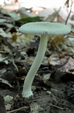 Amanita farinosa image